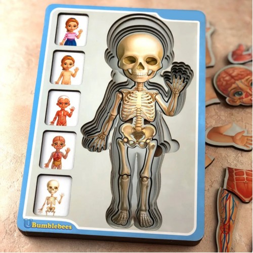 Деревянный пазл-вкладыш "Анатомия человека – девочка" Ubumblebees (ПСФ025) PSF025 строение тела
