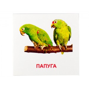 Развивающие карточки "Птицы" (110х110 мм) 72753 на укр./англ. языке